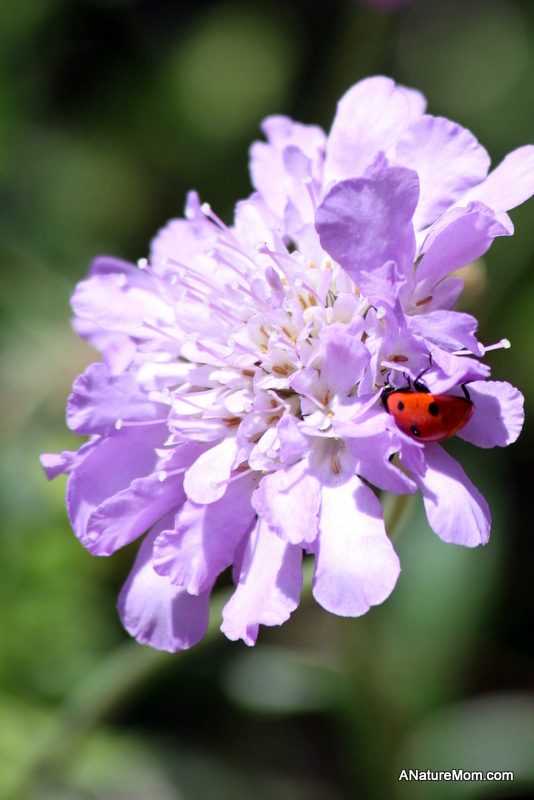 Coyote Hills Bird and Butterfly Festival 015