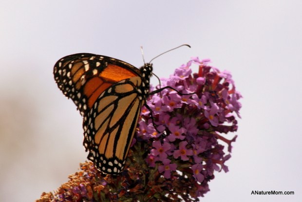 Coyote Hills Bird and Butterfly Festival 018