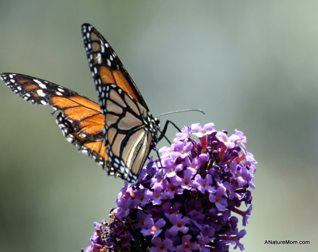 Coyote Hills Bird and Butterfly Festival 020