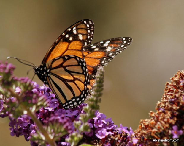Coyote Hills Bird and Butterfly Festival 024