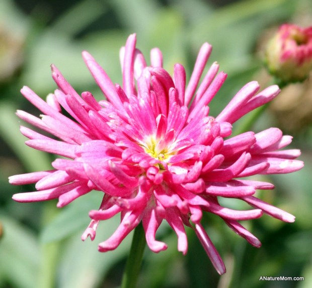 Coyote Hills Bird and Butterfly Festival 043