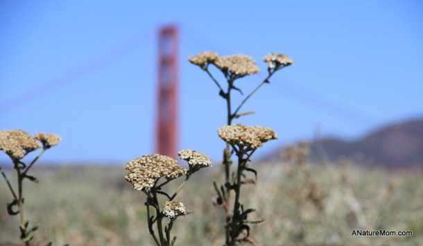 Crissy Field and Yoda 017