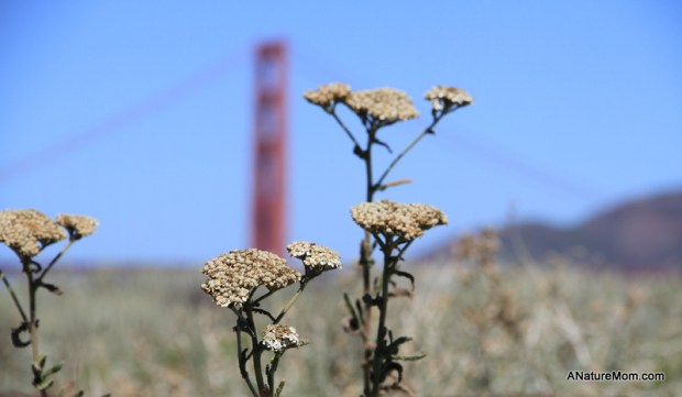 Crissy Field and Yoda 017