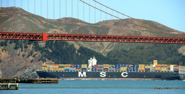 Crissy Field and Yoda 034