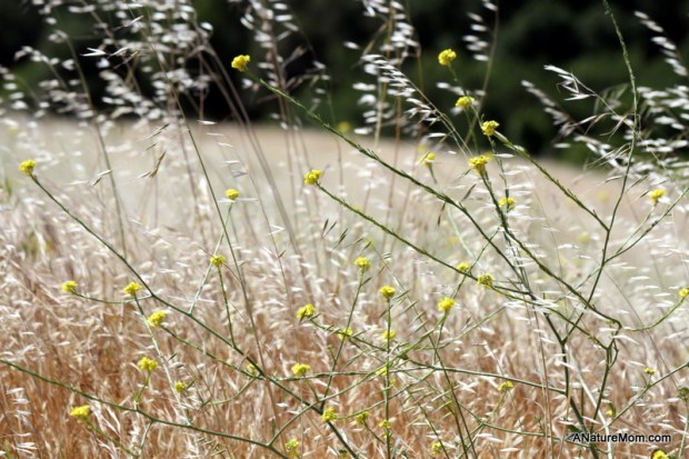 Dublin Hills Hike 009