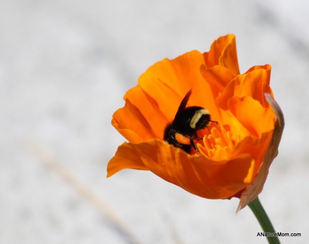 Dublin Hills Hike 028