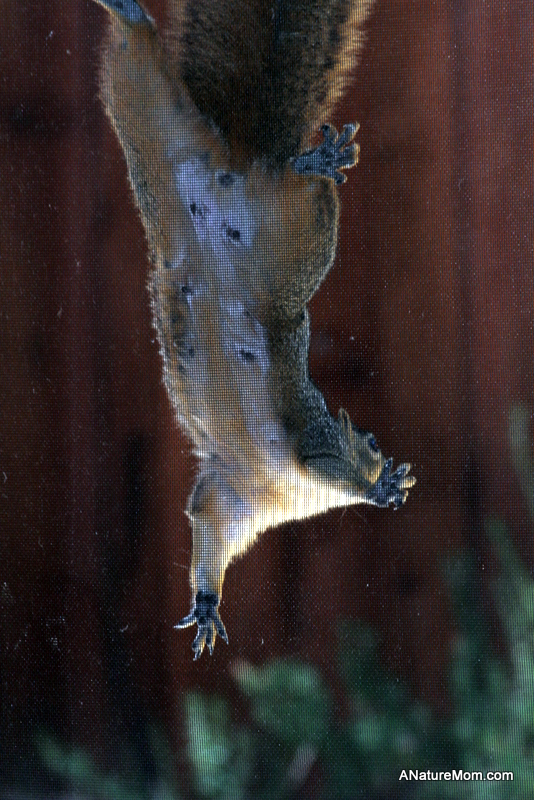 Squirrel on Screen 019