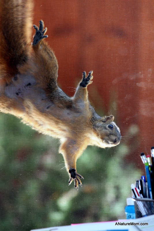 Squirrel on Screen 020