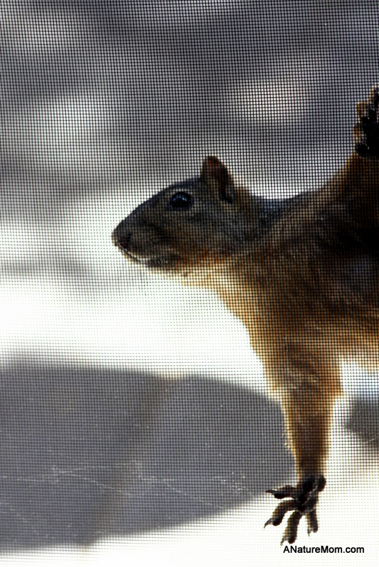 Squirrel on Screen 029