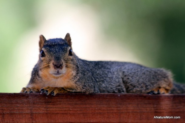 Squirrels 004