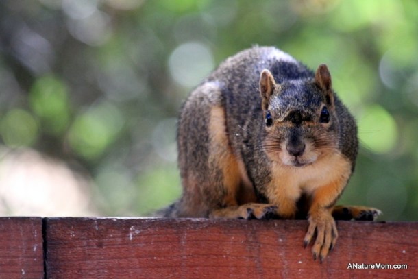 Squirrels 005
