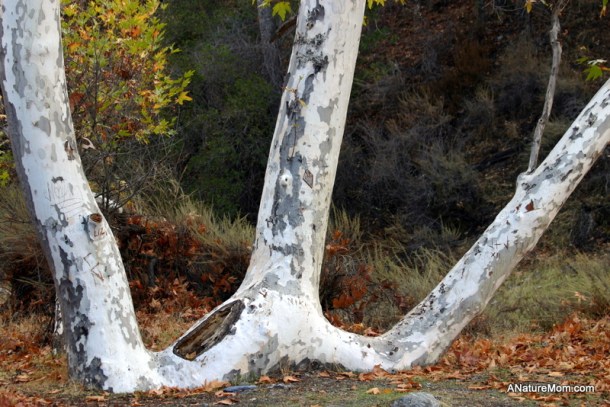 Sunol Hike 031