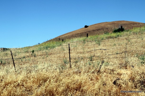 Sunol Train 035