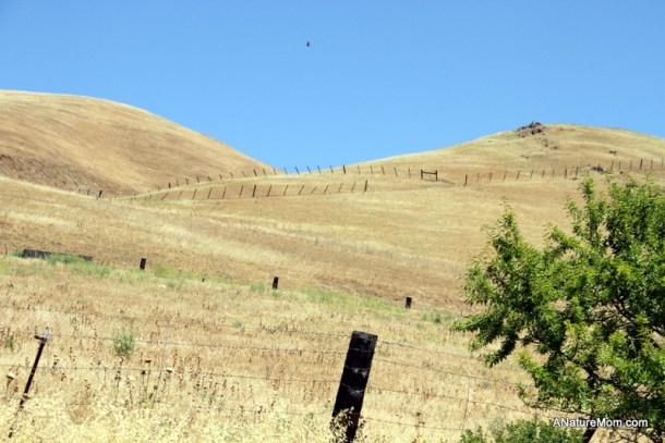 Sunol Train 036