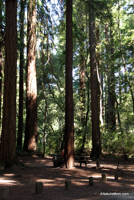 Butano Camp Trip 002