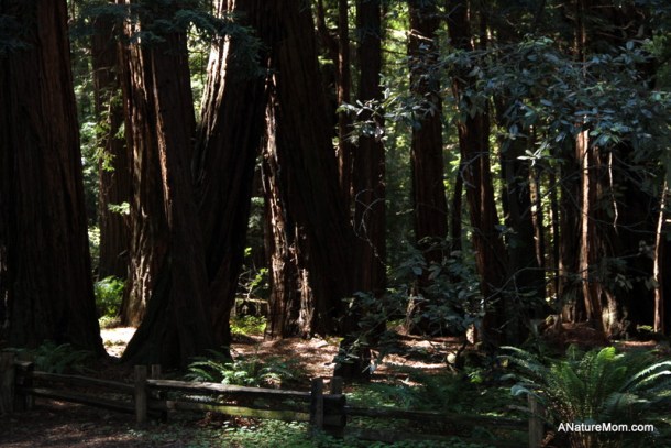 Butano Camp Trip 007