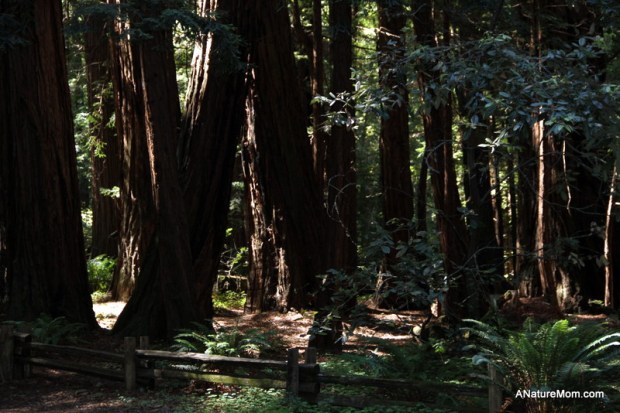 Butano Camp Trip 007