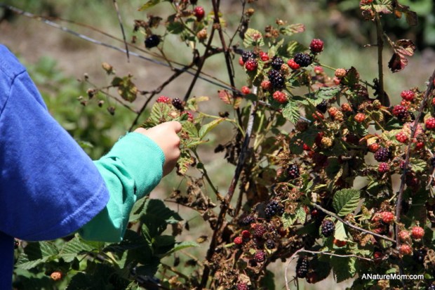 Butano Camp Trip 089