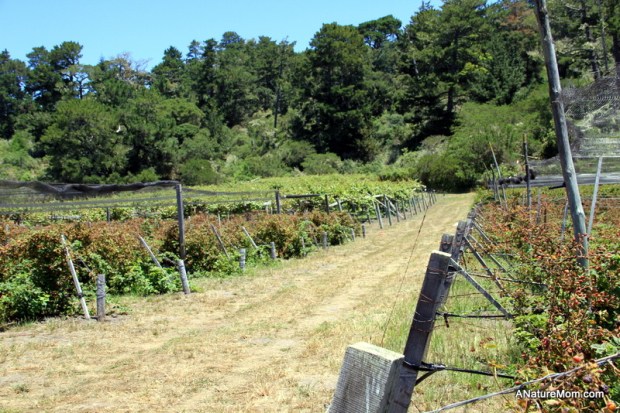 Butano Camp Trip 093