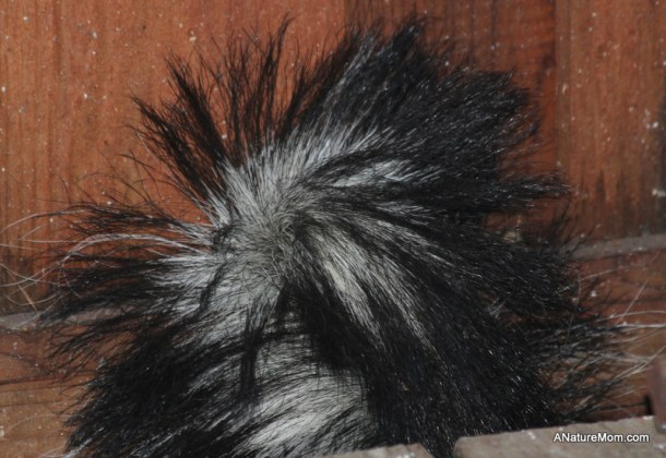 Parents and Skunk 082