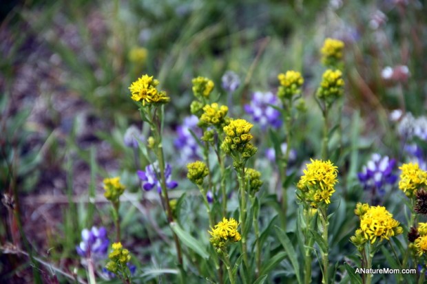 Yosemite Camping July 006