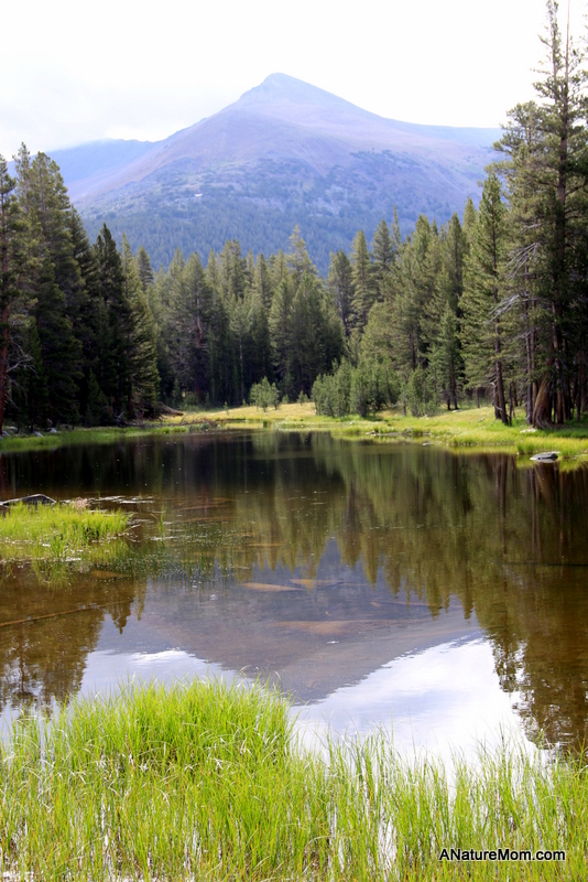 Yosemite Camping July 012