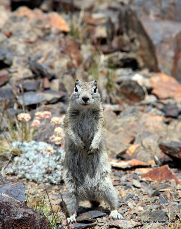 Yosemite Camping July 079
