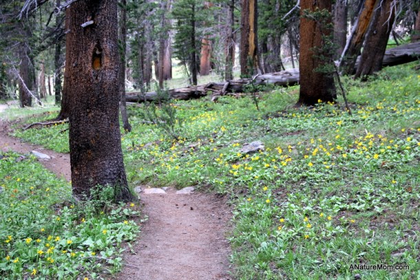 Yosemite Camping July 105