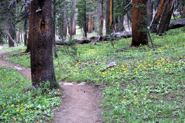 Yosemite Camping July 105