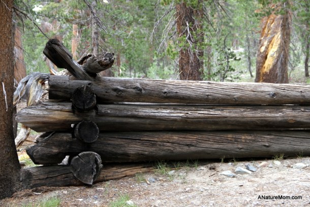 Yosemite Camping July 117