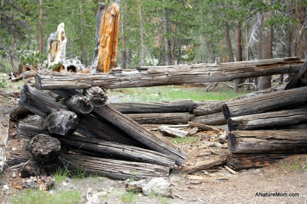 Yosemite Camping July 119